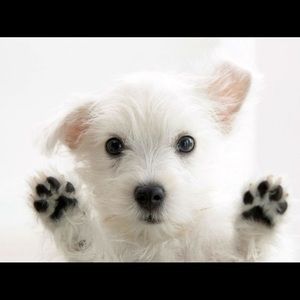 Meet your Posher, Derek